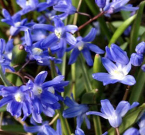 Ladoňka tmavomodrá - Chionodoxa sardensis