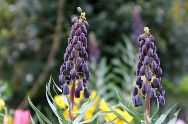 Řebčík 'Twin Towers Tribute' - Fritillaria 'Twin Towers Tribute'