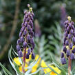 Řebčík 'Twin Towers Tribute' - Fritillaria 'Twin Towers Tribute'