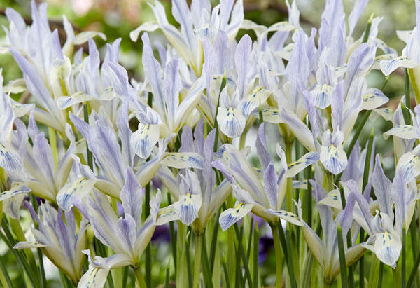 Kosatec síťkovaný 'Painted Lady' - Iris reticulata 'Painted Lady'