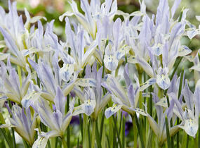 Kosatec síťkovaný 'Painted Lady' - Iris reticulata 'Painted Lady'
