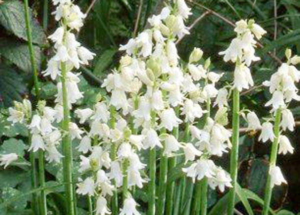 Hyacintovec španělský 'Alba' - Hyacinthoides hispanica 'Alba'
