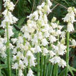 Hyacintovec španělský 'Alba' - Hyacinthoides hispanica 'Alba'