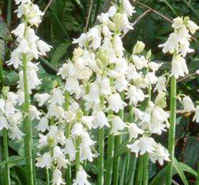 Hyacintovec španělský 'Alba' - Hyacinthoides hispanica 'Alba'