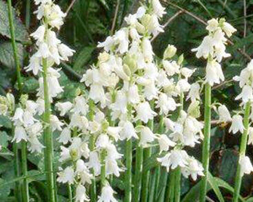 Hyacintovec španělský 'Alba'