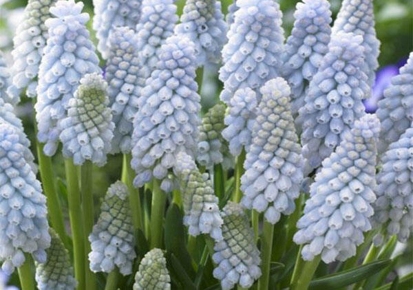 Modřenec 'Baby's Breath' - Muscari 'Baby's Breath'