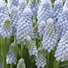 Modřenec 'Baby's Breath' - Muscari 'Baby's Breath'