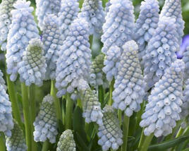 Modřenec 'Baby's Breath'