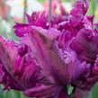 Tulipán papouškovitý 'Negrita Parrot' - Tulipa Parrot 'Negrita Parrot'