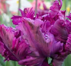 Tulipán papouškovitý 'Negrita Parrot' - Tulipa Parrot 'Negrita Parrot'