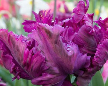 Tulipán papouškovitý 'Negrita Parrot'