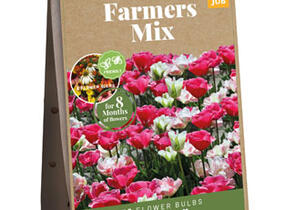 Tulipán Farmer's Mix 'Amore' - Tulipa Farmer's Mix 'Amore'