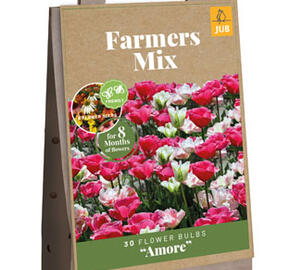 Tulipán  Farmer's Mix 'Amore' - Tulipa Farmer's Mix 'Amore'