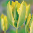Tulipán Viridiflora 'Formosa' - Tulipa Viridiflora 'Formosa'