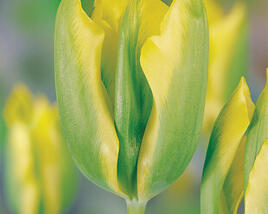 Tulipán zelenokvětý 'Formosa'