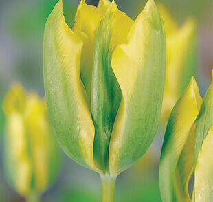 Tulipán zelenokvětý 'Formosa'