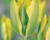 Tulipán zelenokvětý 'Formosa'