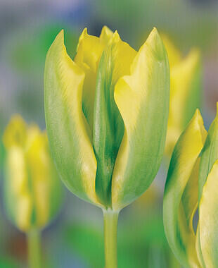 Tulipán zelenokvětý 'Formosa' - Tulipa Viridiflora 'Formosa'