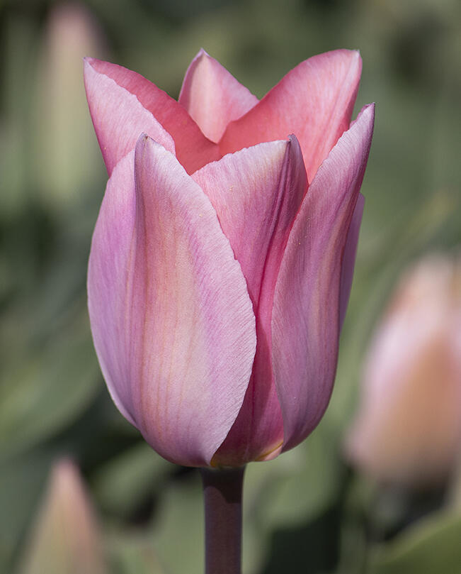 Tulipán Fosterův 'Albert Heijn' - Tulipa Fosteriana 'Albert Heijn'
