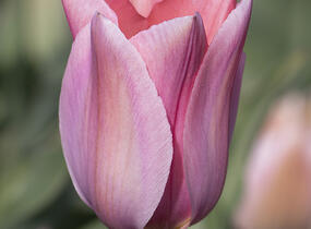 Tulipán Fosterův 'Albert Heijn' - Tulipa Fosteriana 'Albert Heijn'