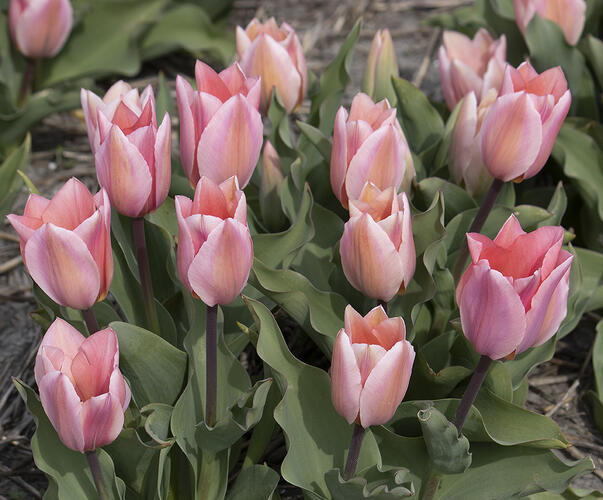 Tulipán Fosterův 'Albert Heijn' - Tulipa Fosteriana 'Albert Heijn'