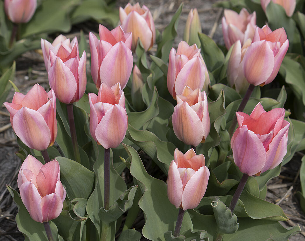 Tulipán Fosterův 'Albert Heijn' - Tulipa Fosteriana 'Albert Heijn'