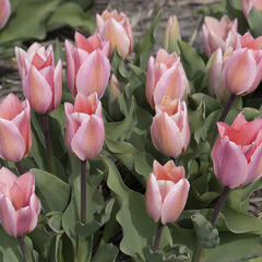 Tulipán Fosterův 'Albert Heijn' - Tulipa Fosteriana 'Albert Heijn'