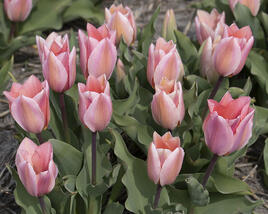 Tulipán Fosterův 'Albert Heijn'