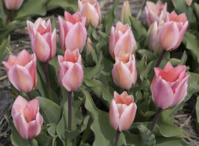 Tulipán Fosterův 'Albert Heijn' - Tulipa Fosteriana 'Albert Heijn'