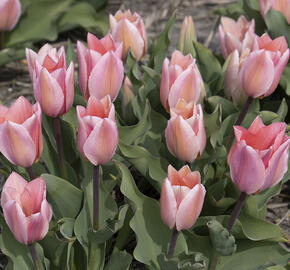 Tulipán Fosterův 'Albert Heijn' - Tulipa Fosteriana 'Albert Heijn'