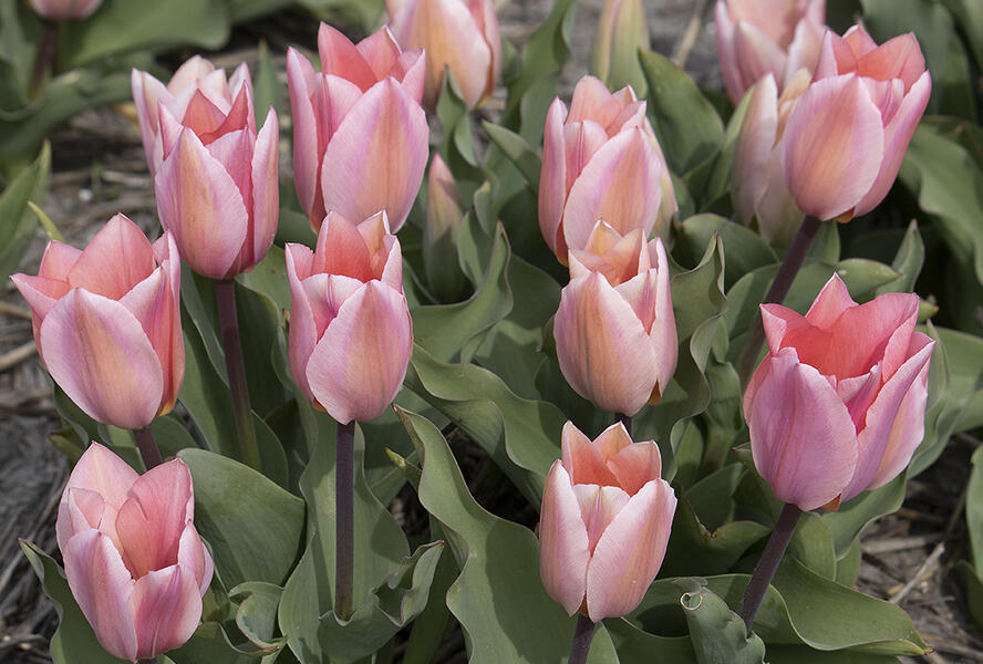 Tulipán Fosterův 'Albert Heijn' - Tulipa Fosteriana 'Albert Heijn'