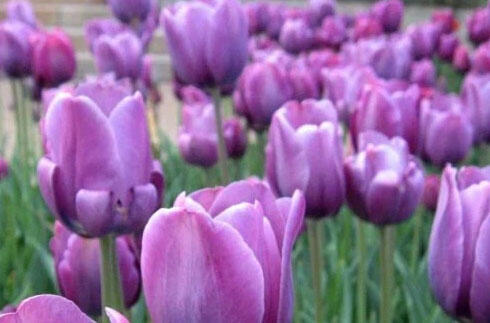 Tulipán jednoduchý pozdní 'Bleu Aimable' - Tulipa Single Late 'Bleu Aimable'