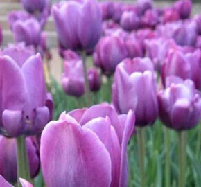 Tulipán jednoduchý pozdní 'Bleu Aimable' - Tulipa Single Late 'Bleu Aimable'