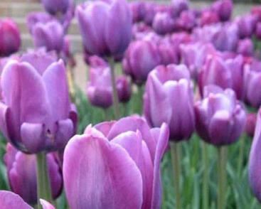 Tulipán jednoduchý pozdní 'Bleu Aimable'