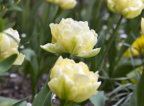 Tulipán plnokvětý raný 'Verona' - Tulipa Double Early 'Verona'