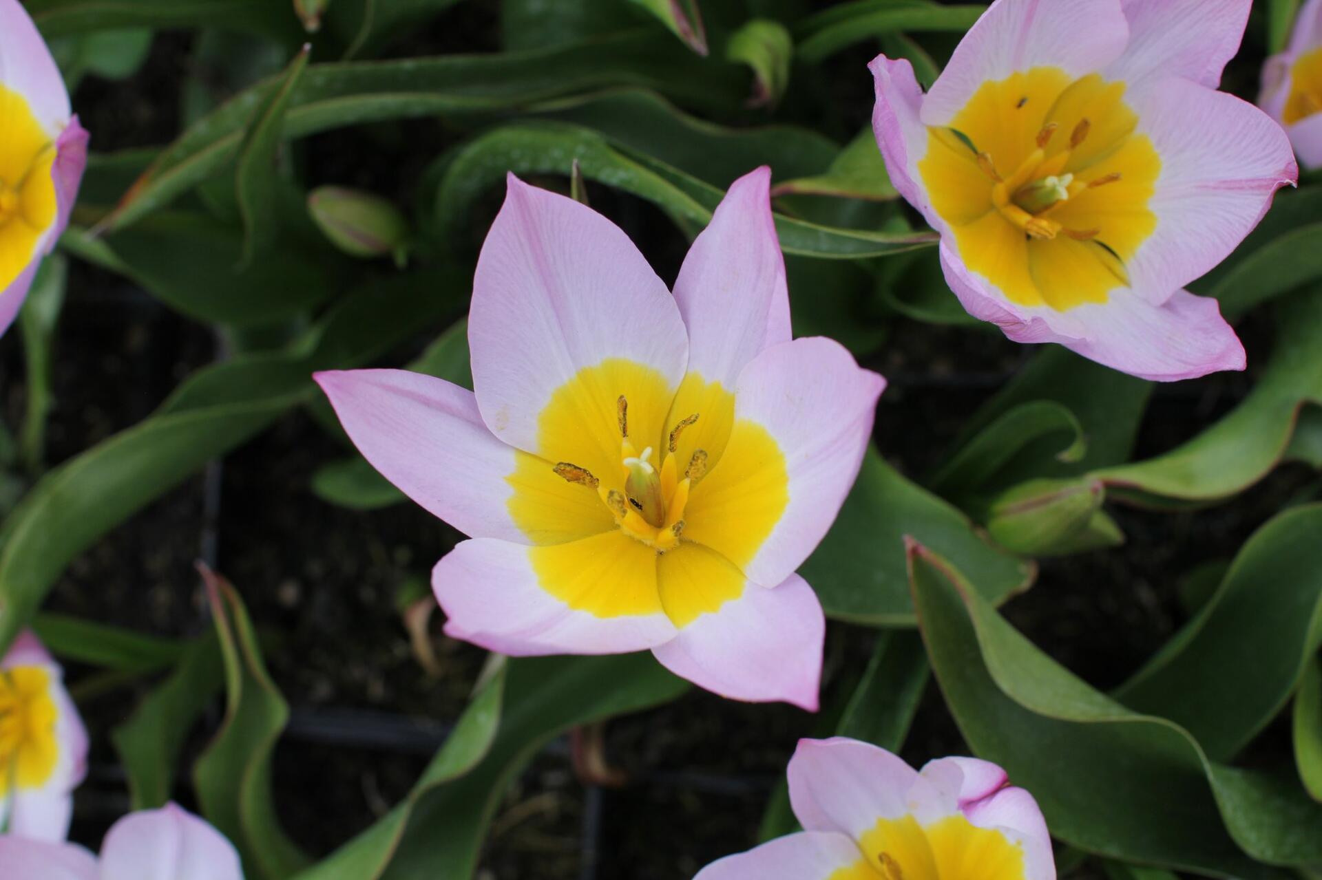 Tulipa bakeri ''Lilac Wonder''