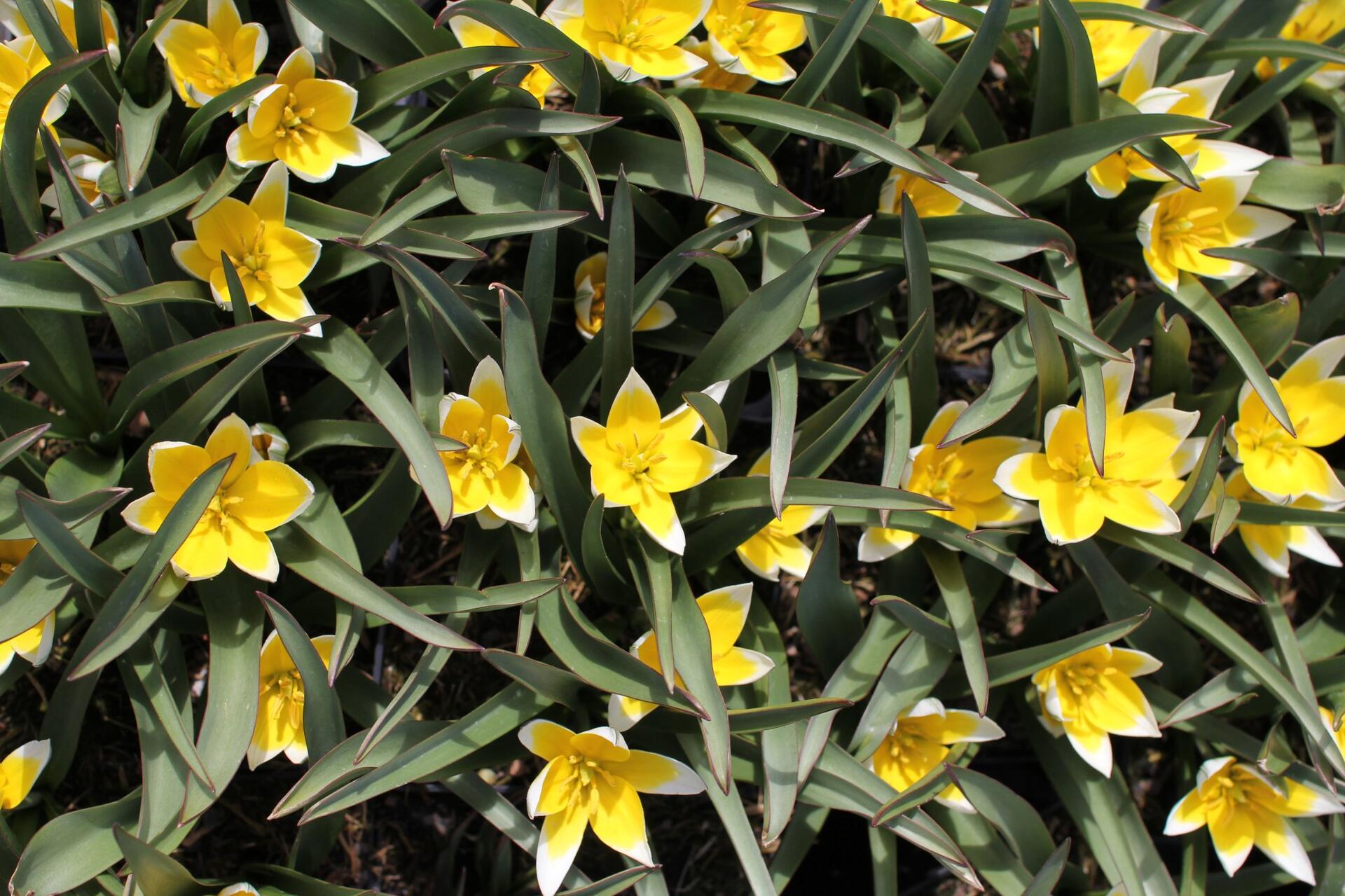 Tulipa tarda