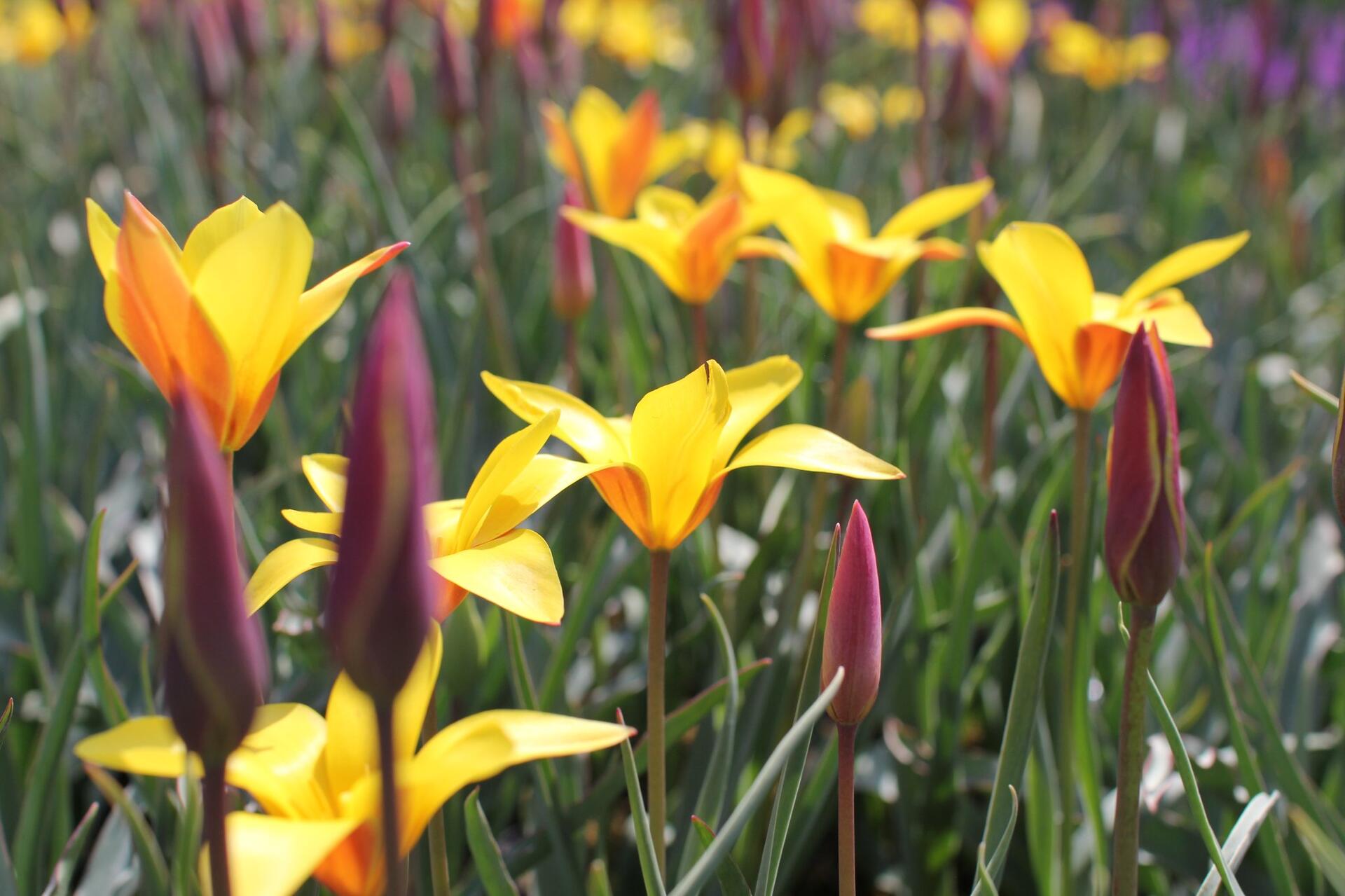 Tulipa clusiana var chrysantha ''Tubergen''s Gem''