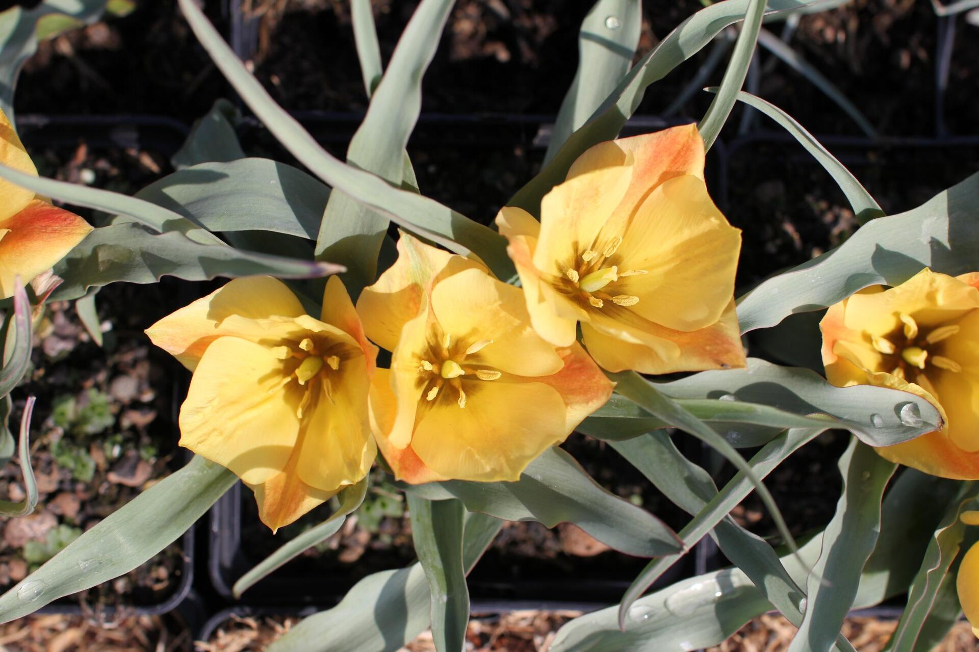 Tulipa batalinii ''Bright Gem''