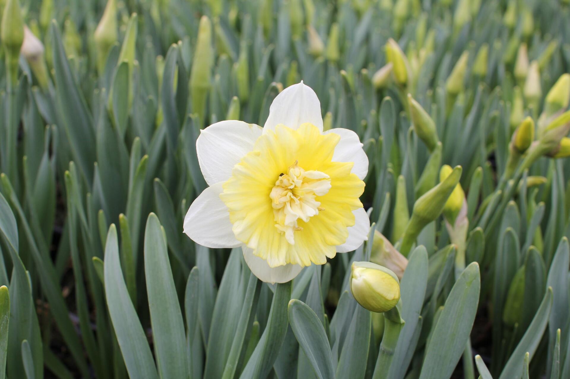 Narcissus Double 'Ice King'