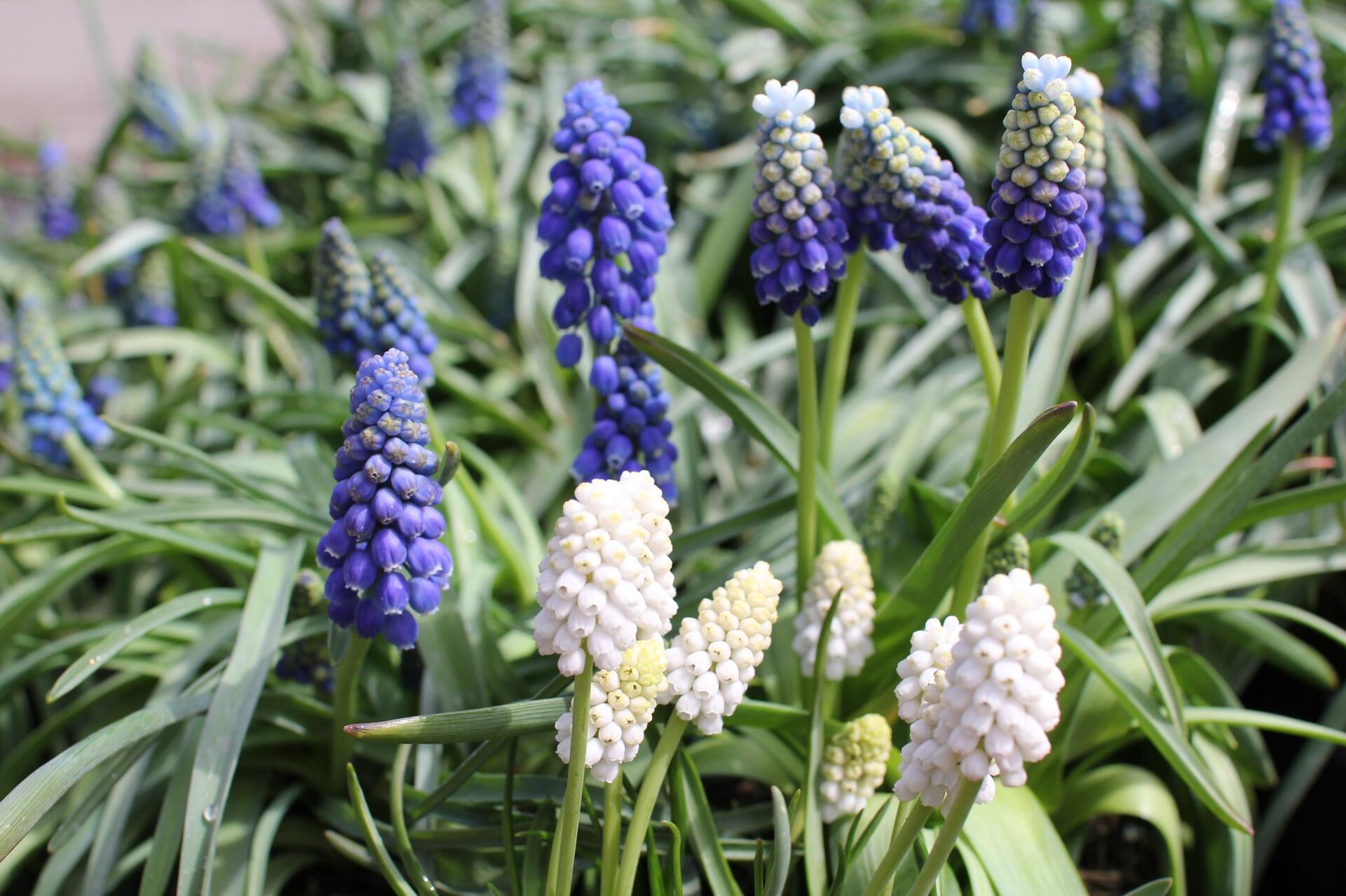 Muscari armeniacum ''Touch of Snow''