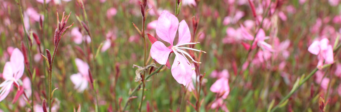 Gaura lindheimeri ''Tutti Frutti''_02