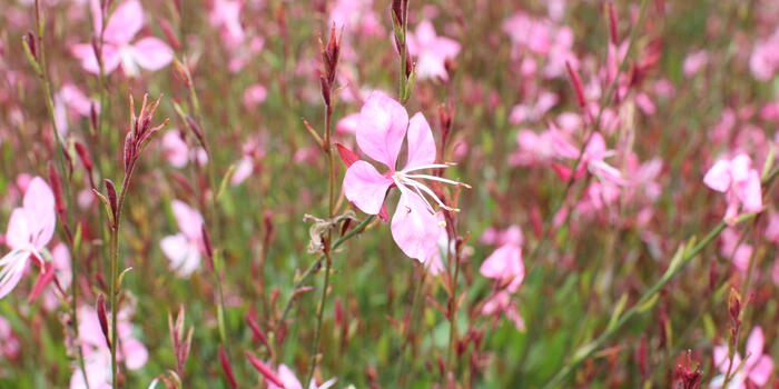 Gaura lindheimeri ''Tutti Frutti''_02