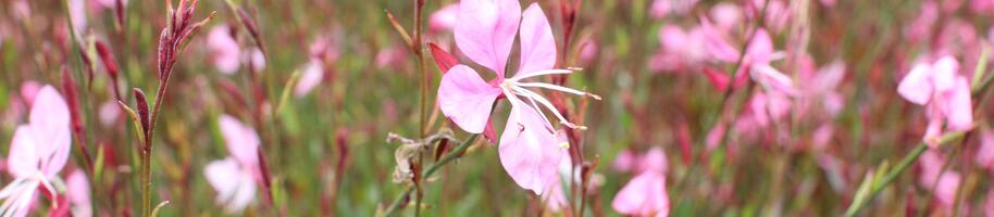 Gaura lindheimeri 'Tutti Frutti'_02