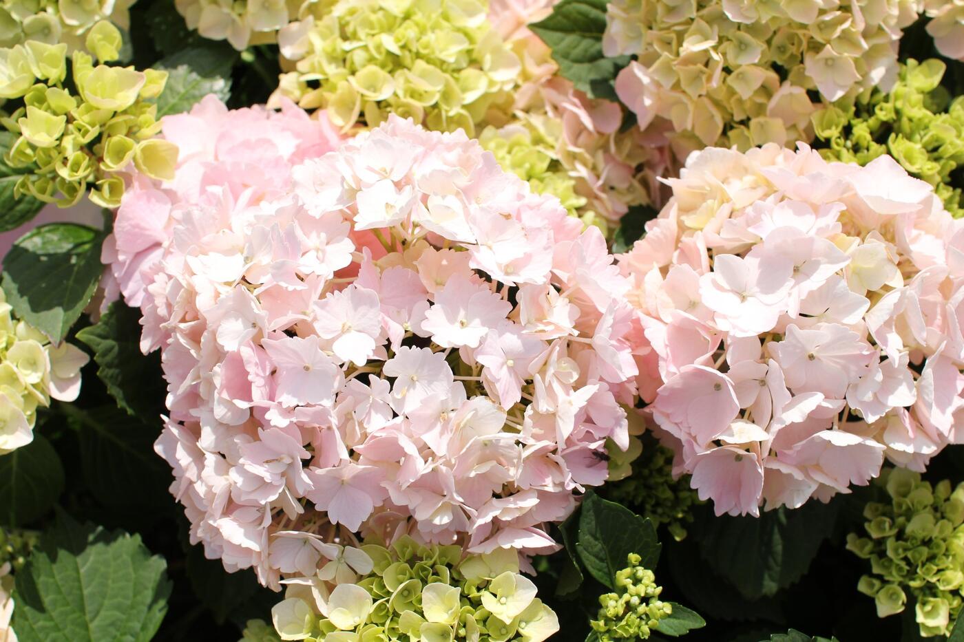 Hydrangea macrophylla 'Pink Sensation'