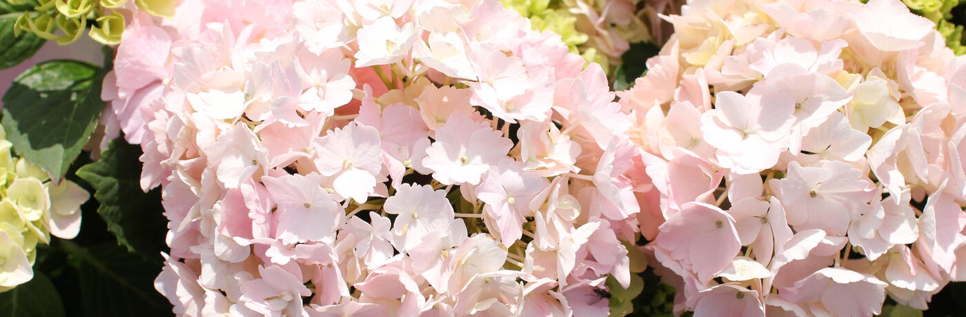 Hydrangea macrophylla ''''Pink Sensation''''