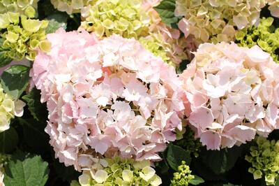 Hydrangea macrophylla 'Pink Sensation'