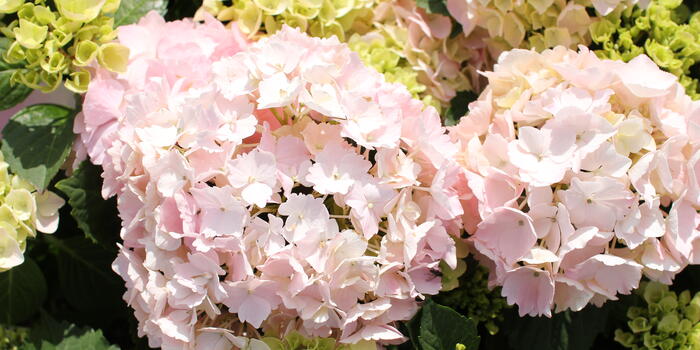Hydrangea macrophylla 'Pink Sensation'