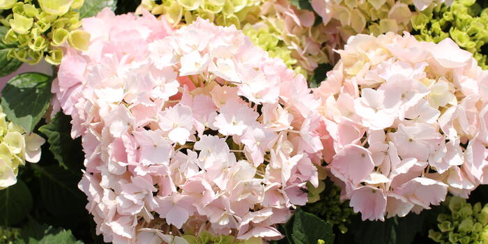 Hydrangea macrophylla ''''Pink Sensation''''