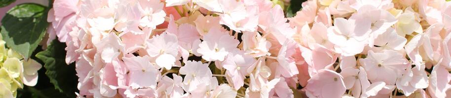 Hydrangea macrophylla 'Pink Sensation'